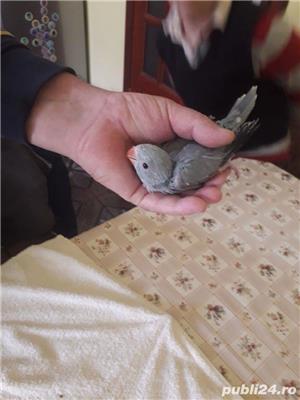 Papagali - imagine 2