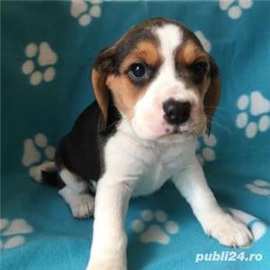 Pui beagle  - imagine 4