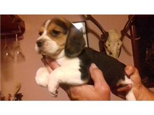 Pui beagle  - imagine 3