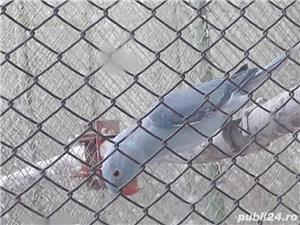 Papagali - imagine 4