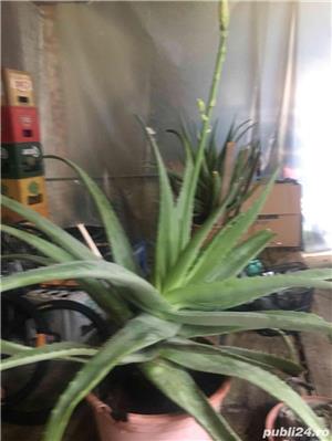 Aloe vera Barbadensis Miller - imagine 4