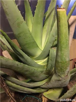 Aloe vera Barbadensis Miller - imagine 2