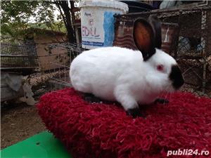 tineret californian - imagine 4