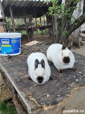 Vind iepuri de rasa californian - imagine 5 Vind iepuri de rasa californian - imagine 5