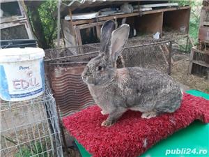 Tineret  uriaș  gri german  californian ,hicole francez și metiși hicole cu uriaș gri german - imagine 3