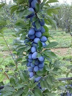 Tuica de prune