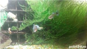 moss christmas-java acvariu - imagine 2