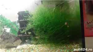 moss christmas-java acvariu - imagine 3