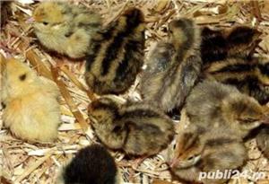 Pui de prepelita