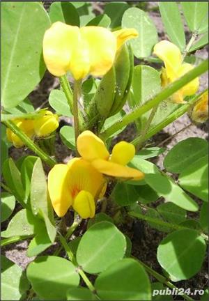 10 Seminte de Alune de pamant With Shel- Arachis hypogaea -oferte:50alune=30lei, 100alune = 50lei - imagine 4