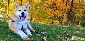 Pui Akita Inu Japonez de calitate, cu garanție medicală - imagine 5