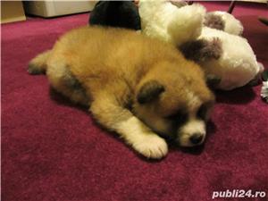 Pui Akita Inu Japonez de calitate, cu garanție medicală - imagine 2