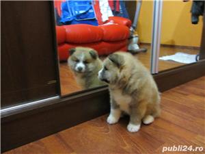 Pui Akita Inu Japonez de calitate, cu garanție medicală