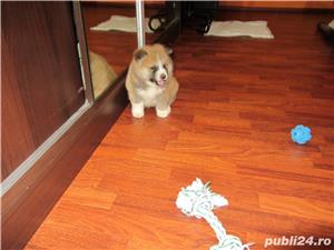 Pui Akita Inu Japonez de calitate, cu garanție medicală - imagine 3