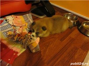 Pui Akita Inu Japonez de calitate, cu garanție medicală - imagine 4