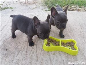 Pui Bulldog Francez de calitate, cu garanție medicală - imagine 2