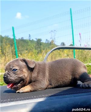 Pui Bulldog Francez de calitate, cu garanție medicală - imagine 4