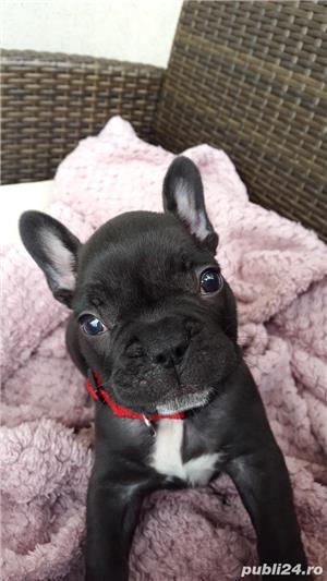 Pui Bulldog Francez de calitate, cu garanție medicală - imagine 5