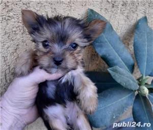 Pui Yorkshire Terrier Toy de calitate, cu garanție medicală - imagine 6