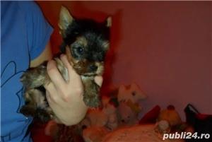Pui Yorkshire Terrier Toy de calitate, cu garanție medicală - imagine 7