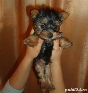 Pui Yorkshire Terrier Toy de calitate, cu garanție medicală - imagine 8