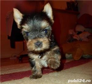 Pui Yorkshire Terrier Toy de calitate, cu garanție medicală - imagine 5