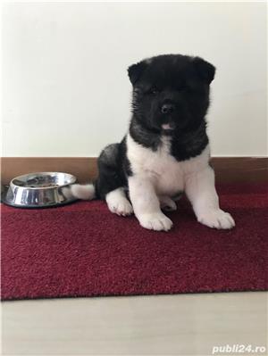 Pui Akita American de calitate, cu garanție medicală - imagine 3