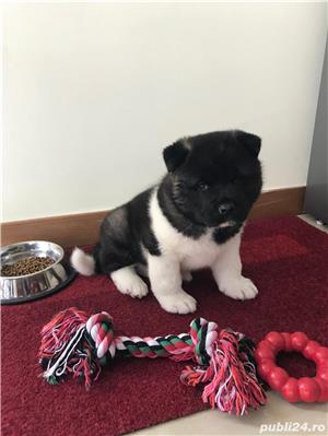 Pui Akita American de calitate, cu garanție medicală