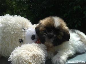 Pui Shih Tzu de calitate, cu garanție medicală - imagine 2