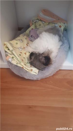 Pui Shih Tzu de calitate, cu garanție medicală - imagine 3