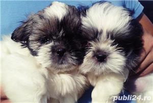 Pui Shih Tzu de calitate, cu garanție medicală - imagine 4