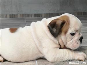Pui Bulldog Englez de calitate, cu garanție medicală - imagine 5