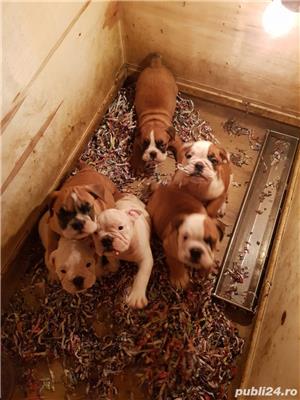 Pui Bulldog Englez de calitate, cu garanție medicală