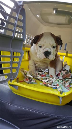 Pui Bulldog Englez de calitate, cu garanție medicală - imagine 4