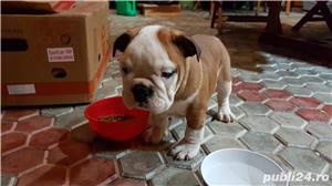 Pui Bulldog Englez de calitate, cu garanție medicală - imagine 3