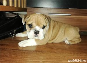 Pui Bulldog Englez de calitate, cu garanție medicală - imagine 2