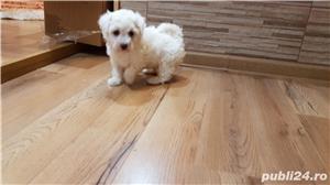 Pui Bichon Frise de calitate, cu garanție medicală - imagine 2