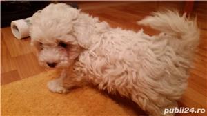 Pui Bichon Frise de calitate, cu garanție medicală - imagine 5