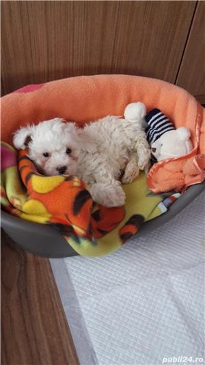 Pui Bichon Frise de calitate, cu garanție medicală - imagine 4