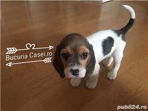 Pui Beagle de calitate, cu garanție medicală