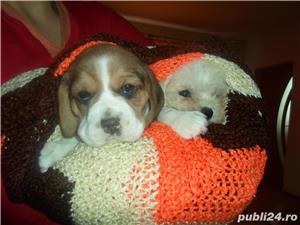 Pui Beagle de calitate, cu garanție medicală - imagine 5