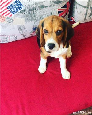 Pui Beagle de calitate, cu garanție medicală - imagine 4