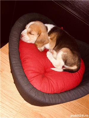 Pui Beagle de calitate, cu garanție medicală - imagine 3