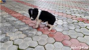 Pui Border Collie de calitate, cu garanție medicală