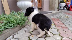 Pui Border Collie de calitate, cu garanție medicală - imagine 2