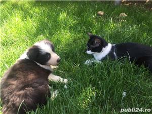 Pui Border Collie de calitate, cu garanție medicală - imagine 4