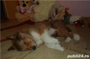 Pui Ciobanesc Scotian Collie de calitate, cu garanție medicală - imagine 4