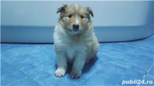 Pui Ciobanesc Scotian Collie de calitate, cu garanție medicală - imagine 2