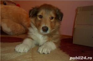 Pui Ciobanesc Scotian Collie de calitate, cu garanție medicală - imagine 6