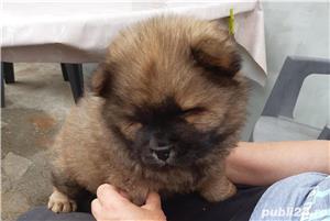 Pui chow chow  - imagine 2